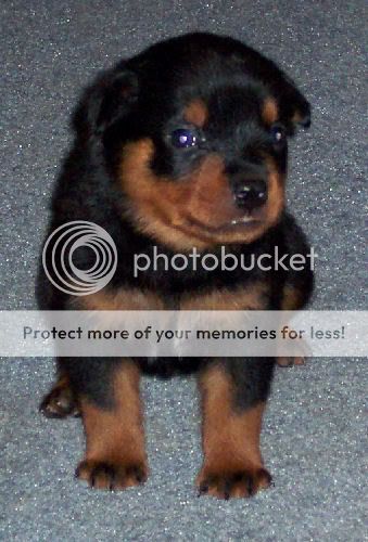 rottweiler-puppy-picture1a.jpg