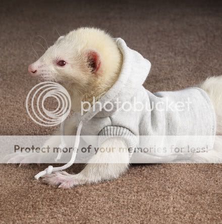 lg_31438_41243P_025_ferret.jpg