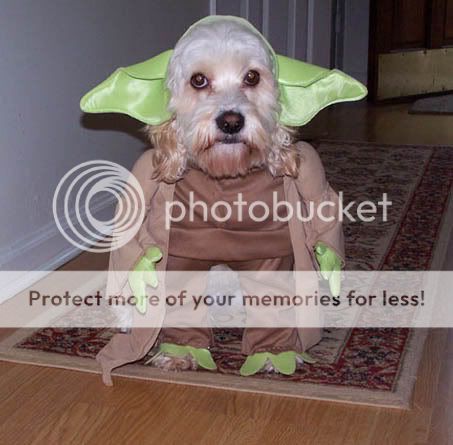 yoda_dog.jpg