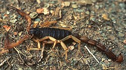 250px-Bark_Scorpion.jpg